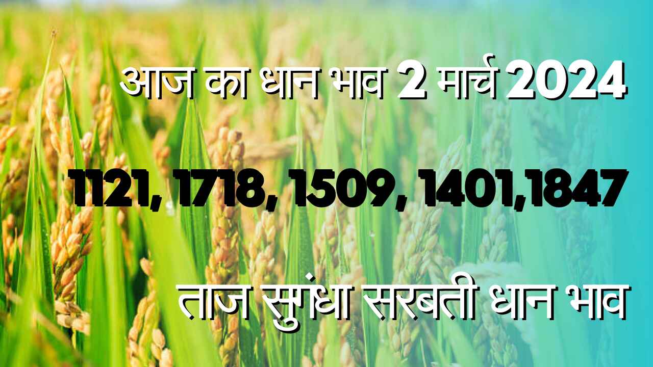 Paddy rate today 2 March 2024 / 1121, 1718, 1509, 1847, 1401, Taj dhan rate