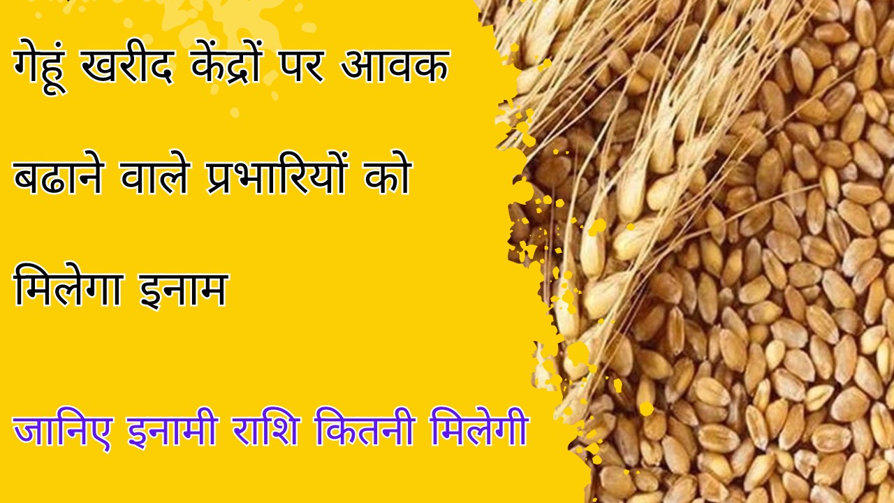 In-charges and personnel who increase arrivals at wheat procurement centers will get reward money