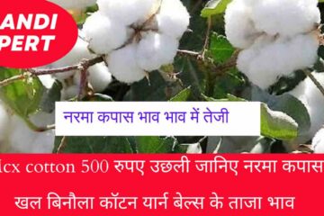 Narma Cotton Khal Cotton Price 1 April 2024 / Rise in Narma Cotton mcx cotton