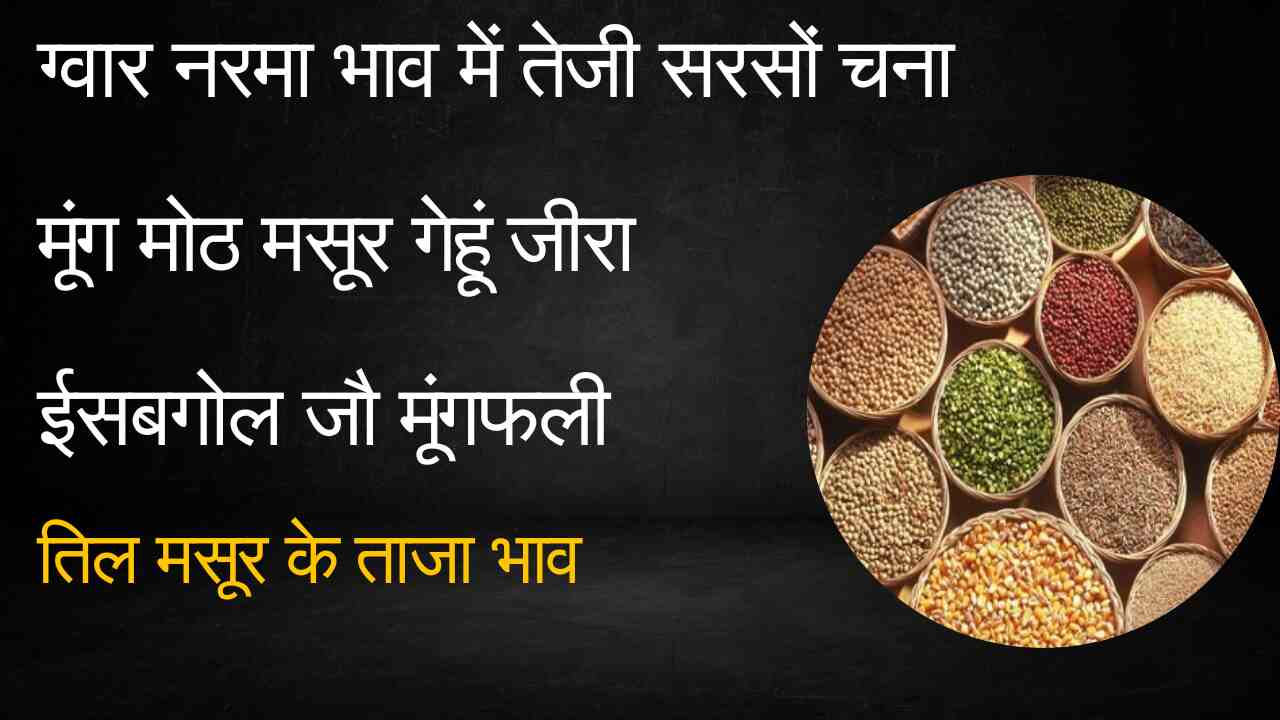 Increase in the price of Guar Narma/ Know the latest market price of Mustard, Gram and Moong Lentil today, April 1, 2024.