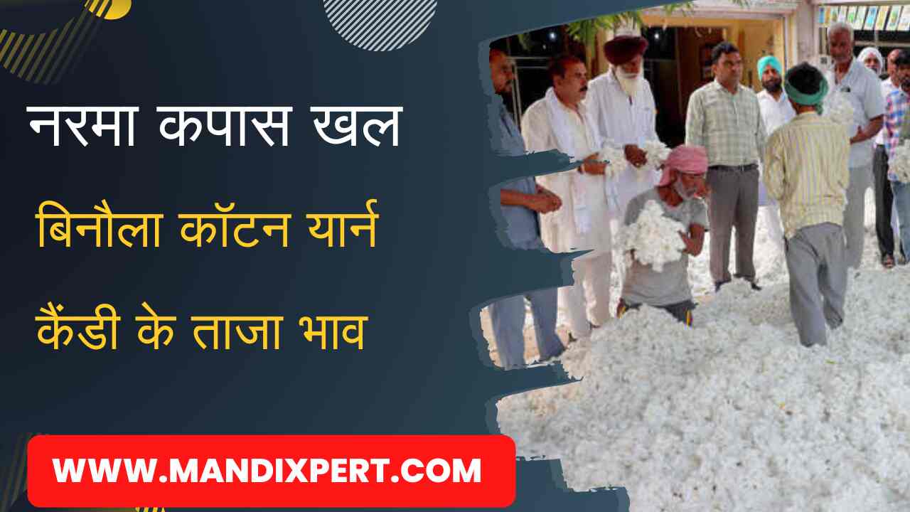 Cotton price crossed 8300, know the price of Narma Khal cotton bells candy