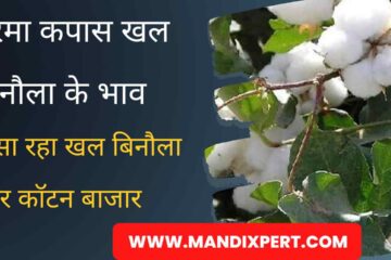 Narma Cotton Price 6 April 2024 / Know how the Khall Cotton Narma Cotton Price was