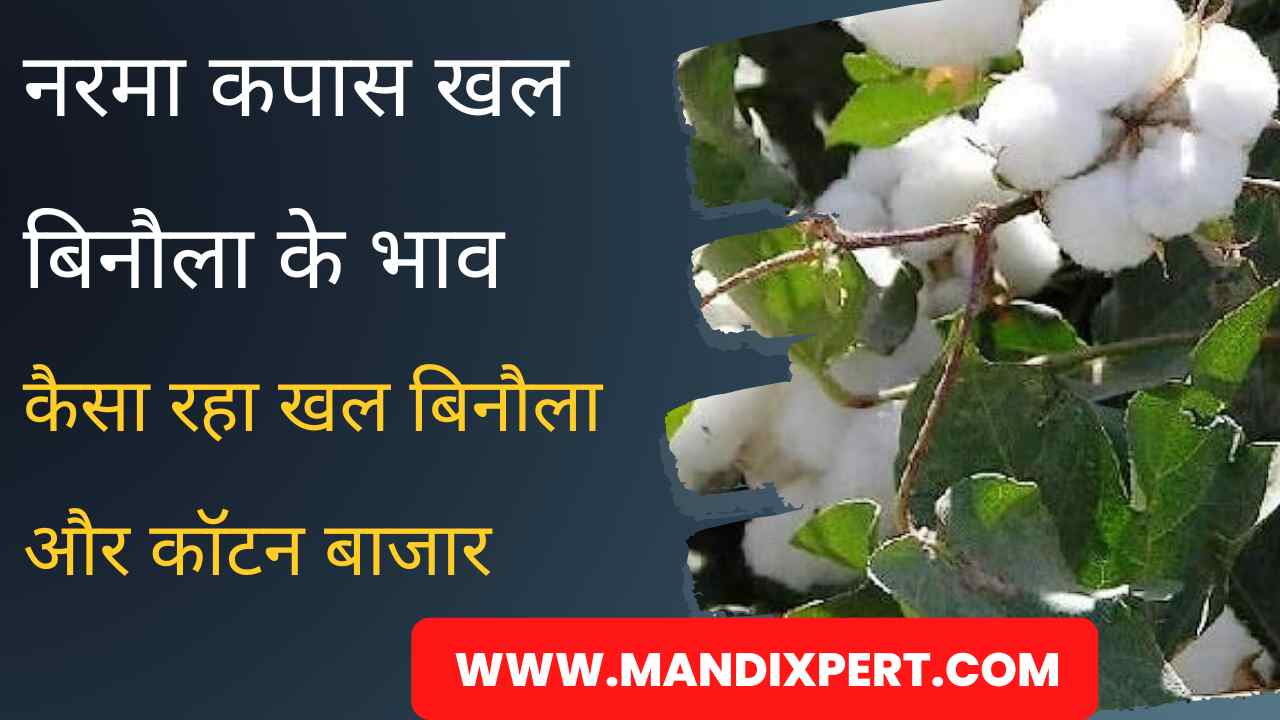 Narma Cotton Price 6 April 2024 / Know how the Khall Cotton Narma Cotton Price was