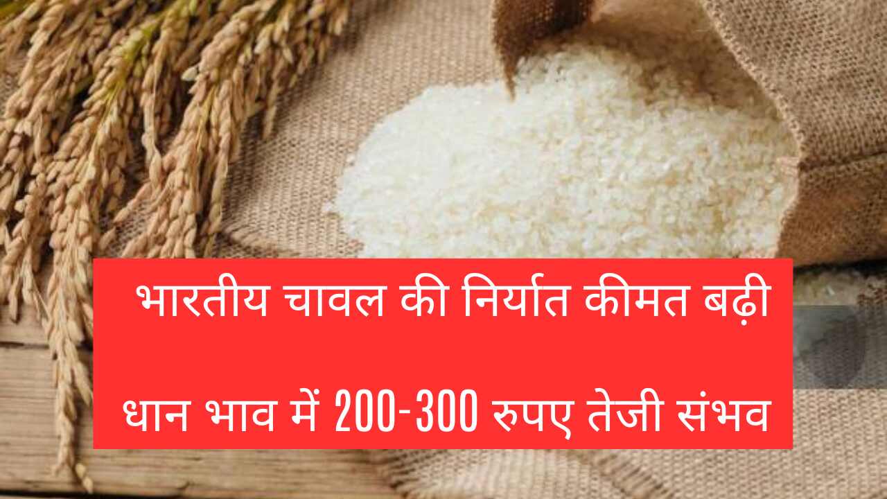 Export price of Indian rice increased, paddy price likely to rise by Rs 200-300