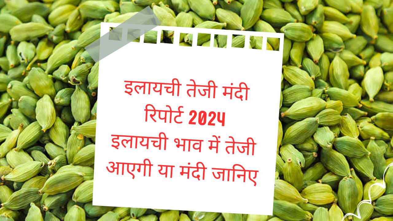 Cardamom Bullish Recession Report 2024 / Cardamom price will rise or fall, know our report