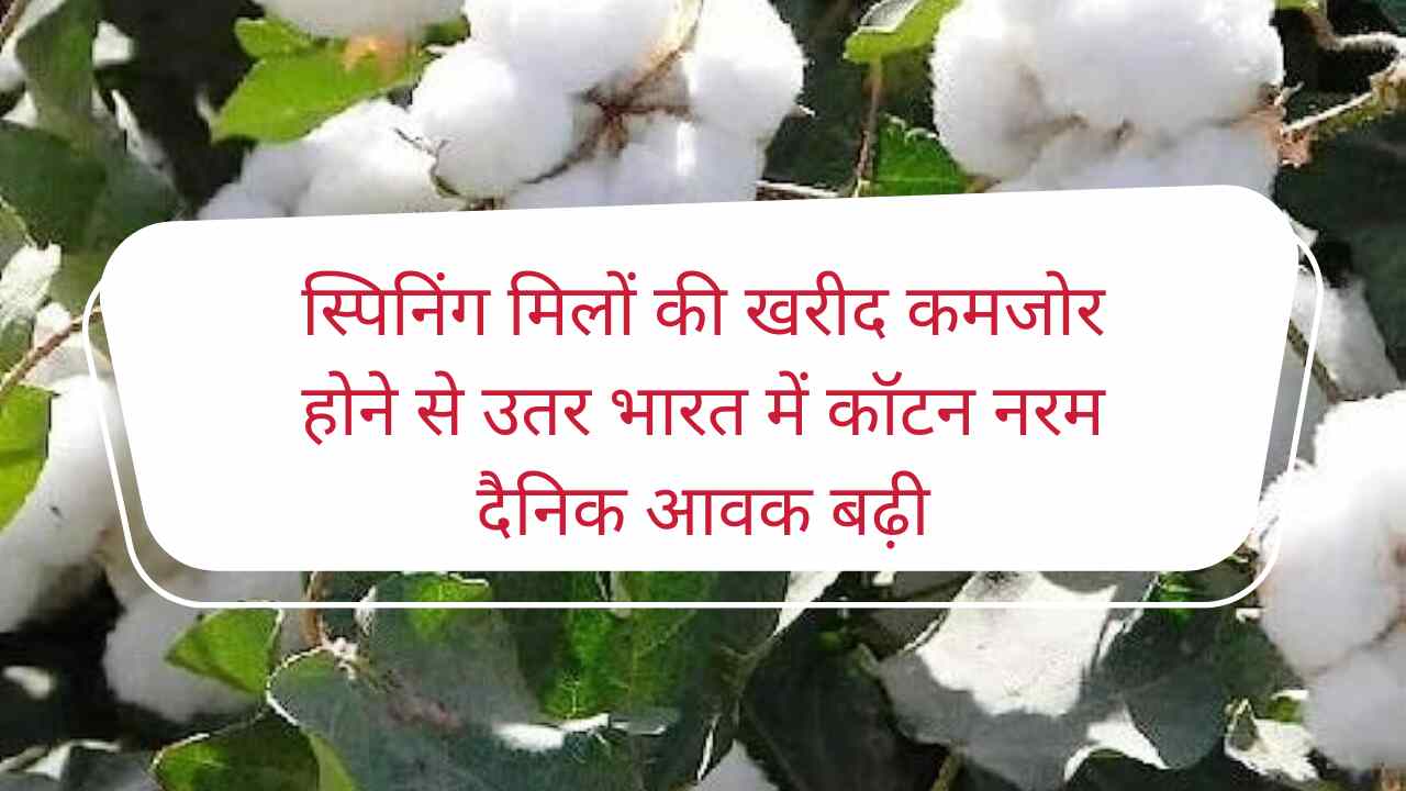 Cotton soft in North Indian states due to weak procurement from spinning mills, daily arrivals increased