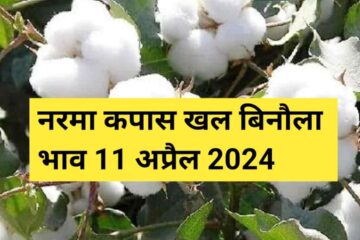 Narma kapas cotton seed khal rate today 11 April 2024