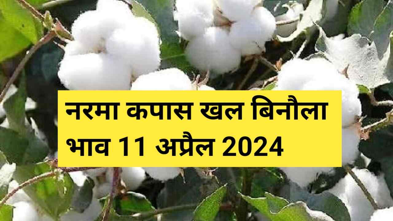 Narma kapas cotton seed khal rate today 11 April 2024