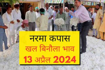Narma kapas cotton seed khal rate 13 April 2024