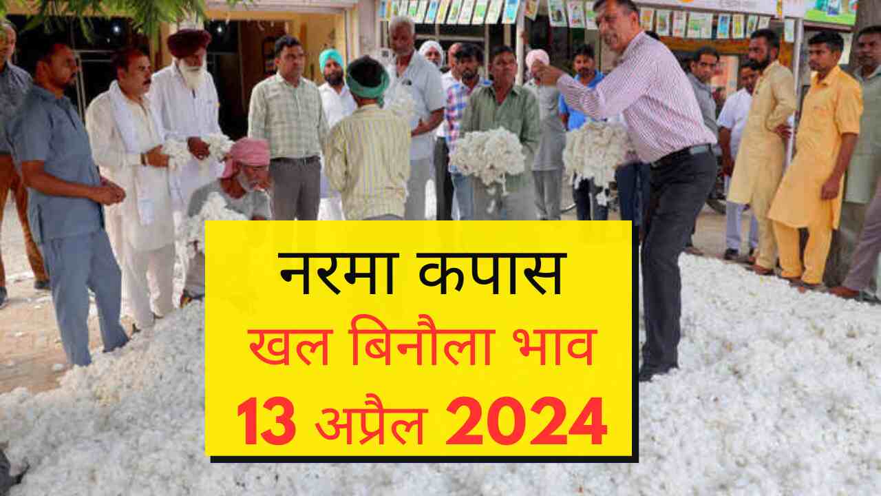 Narma kapas cotton seed khal rate 13 April 2024