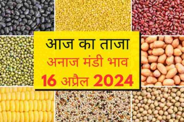 Aaj ka mandi bhav 16 April 2024 / narma cotton wheat gram guar mustard barley lentil rate today