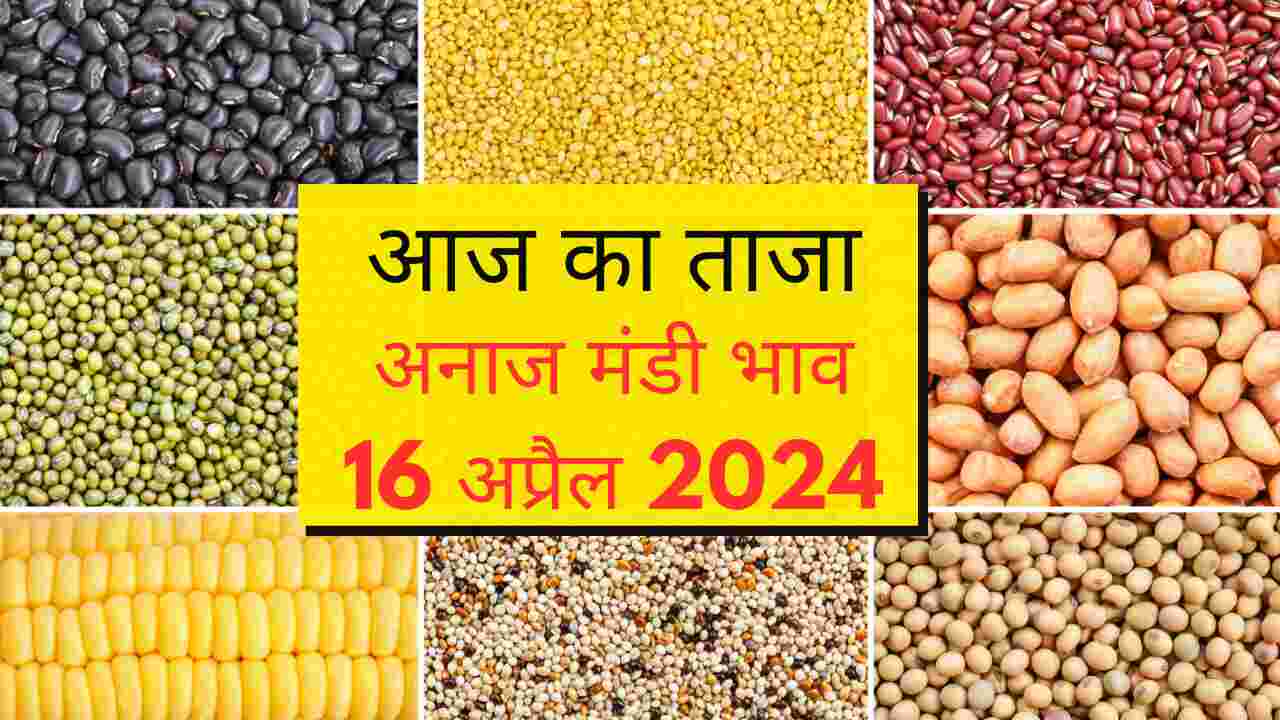 Aaj ka mandi bhav 16 April 2024 / narma cotton wheat gram guar mustard barley lentil rate today