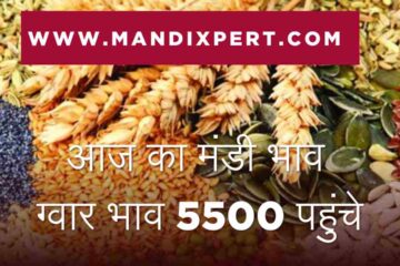Anaj Mandi bhav today 17 April 2024 / guar Narma kapas mustard gram wheat barley lentil soyabean rate today