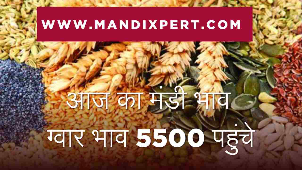 Anaj Mandi bhav today 17 April 2024 / guar Narma kapas mustard gram wheat barley lentil soyabean rate today