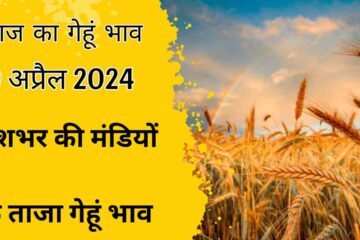 Wheat price today 19 April 2024 / know all India Mandi wheat rate today
