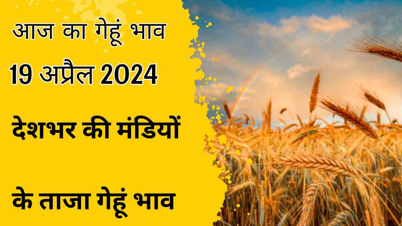 Wheat price today 19 April 2024 / know all India Mandi wheat rate today