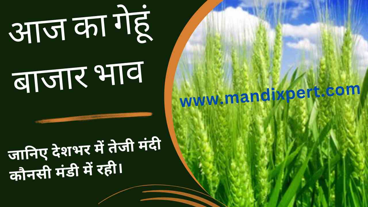 Wheat Mandi price today 20 April 2024