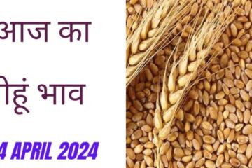 Wheat price today 24 April 2024