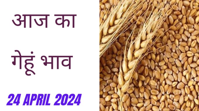 Wheat price today 24 April 2024