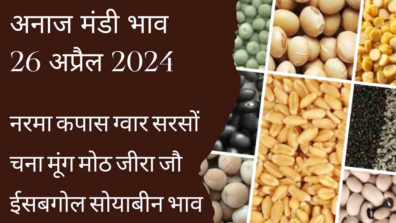 Market price 26 April 2024, rise in guar, soft cotton, barley, soybean, cumin, isabgol, groundnut price.