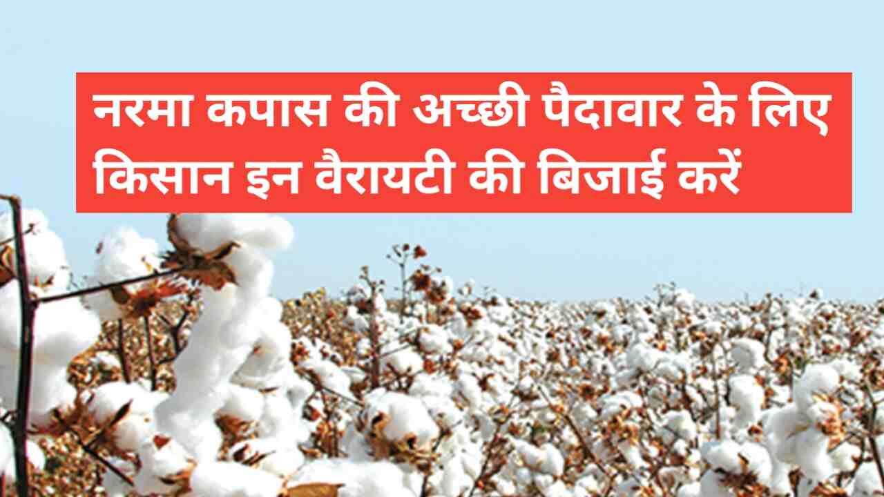 Narma cotton variety 2024