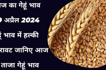 Wheat price today 29 April 2024