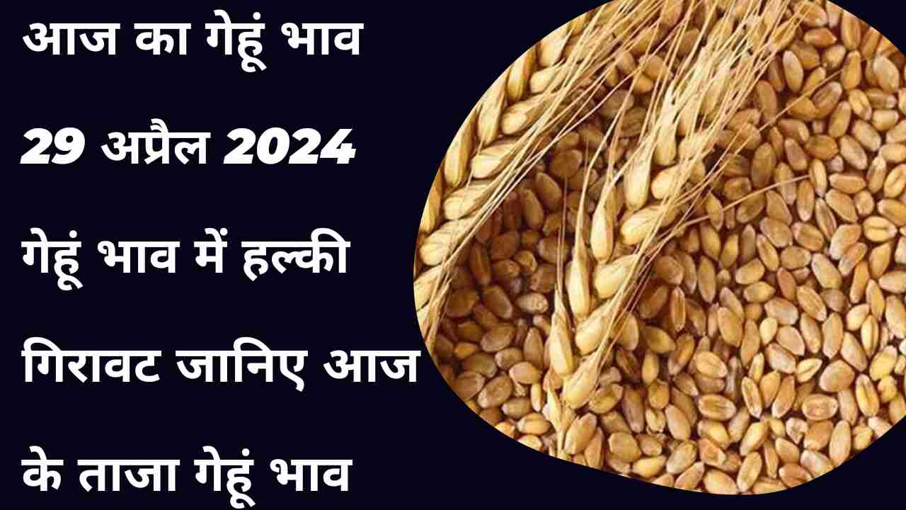 Wheat price today 29 April 2024