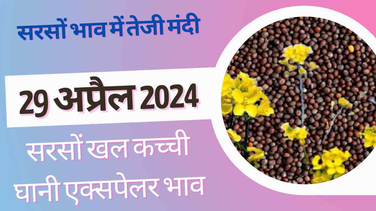 Sarso bhav 29 April 2024 . Mustard price today hike & down know all India Mandi rates