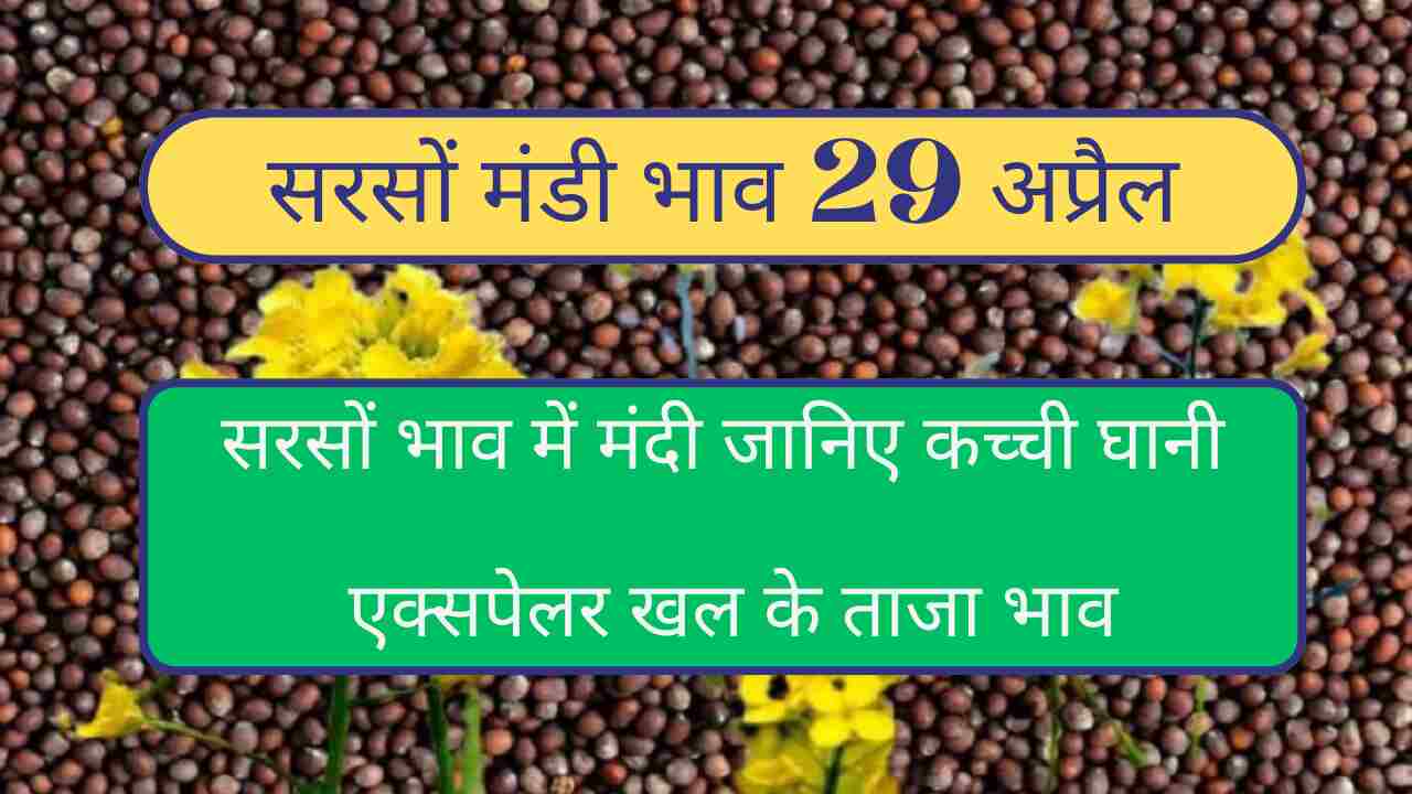 Mustard price 30 April 2024 The trend of decline in mustard price continues, know today's mustard price