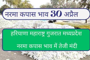 Narma kapas bhav today 30 April 2024. Know maharshtra haryana madhyapradesh gujrat cotton rate today
