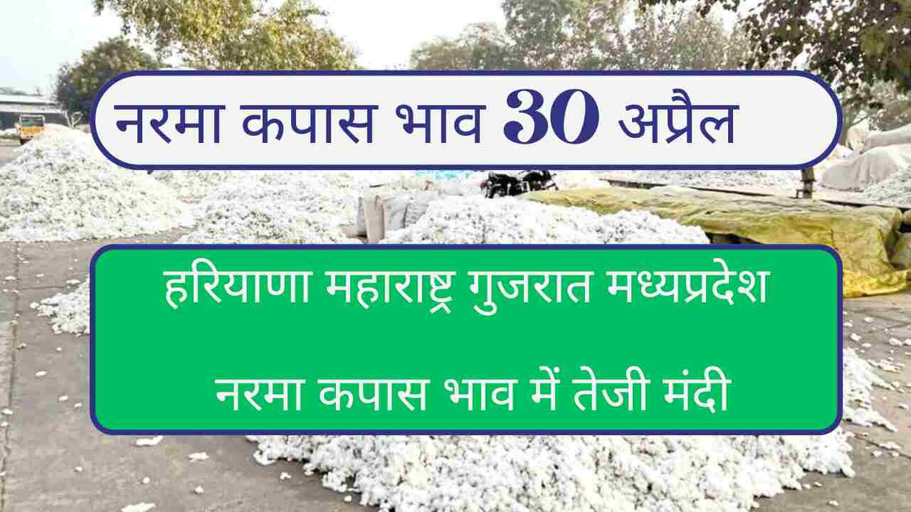 Narma kapas bhav today 30 April 2024. Know maharshtra haryana madhyapradesh gujrat cotton rate today
