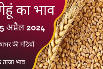 Wheat price today 25 April 2024