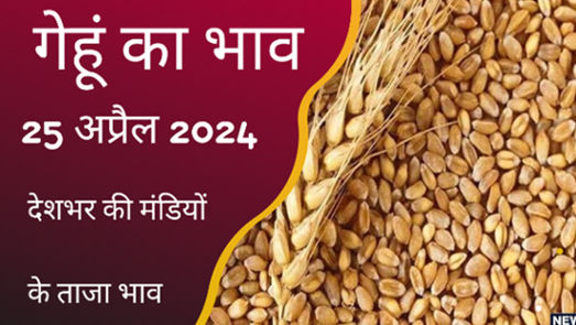 Wheat price today 25 April 2024