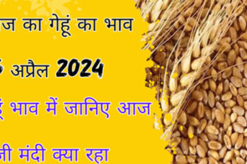 Wheat Price 26 April 2024: Know today what was the rise and fall in wheat prices in the markets across the country