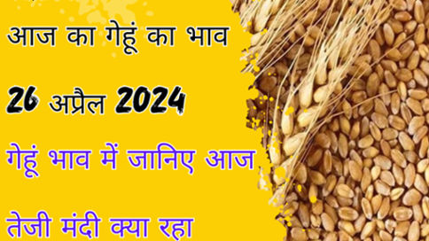 Wheat Price 26 April 2024: Know today what was the rise and fall in wheat prices in the markets across the country