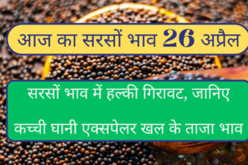 Mustard price 26 April 2024. Mustard price fall down today know kanchi ghani expelar cake rate today