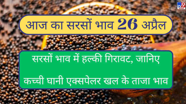 Mustard price 26 April 2024. Mustard price fall down today know kanchi ghani expelar cake rate today