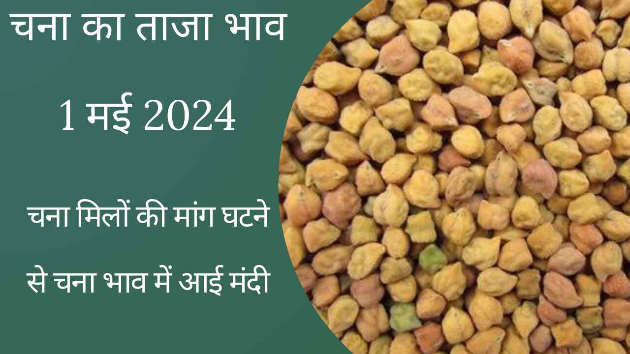 Today's gram price 1 May 2024. Gram price declined due to decrease in demand from gram mills, know today's gram price