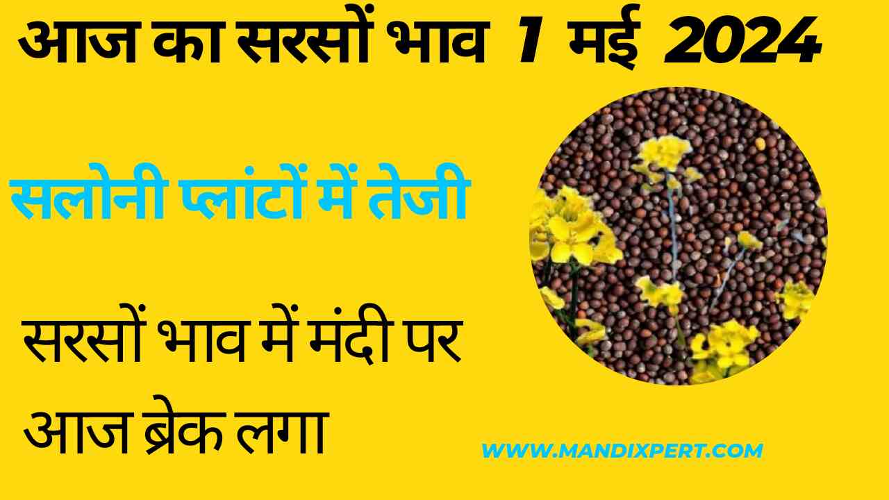 Sarso bhav 1 May 2024 . Sarso Saloni plant price increase today know all India Mandi mustard price