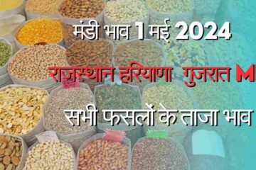 Market Price 1 May 2024 Narma Cotton Guar Barley Moong Lentil Groundnut Cumin Isabgol Fennel Soybean Price