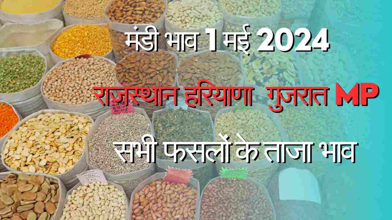 Market Price 1 May 2024 Narma Cotton Guar Barley Moong Lentil Groundnut Cumin Isabgol Fennel Soybean Price