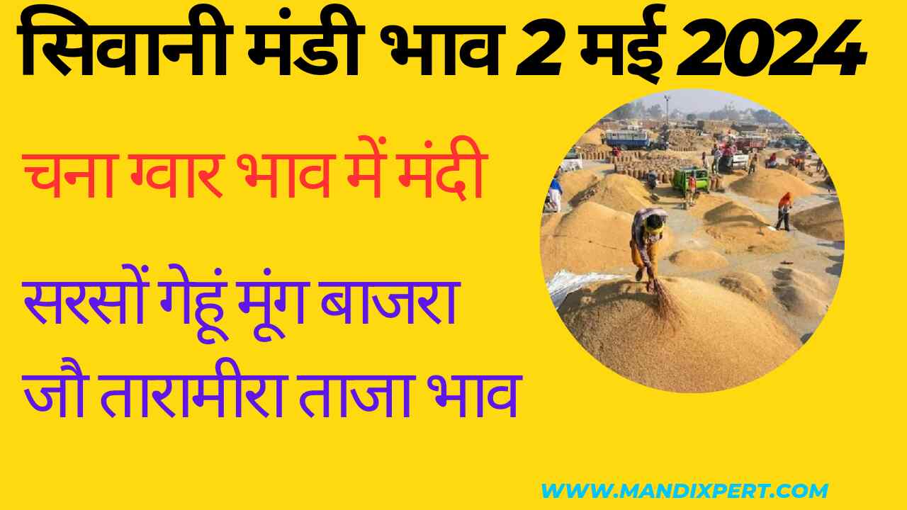 Siwani Mandi Price 2 May 2024 / Fresh prices of Guar Gram Moong Wheat Barley Millet Taramira Mustard