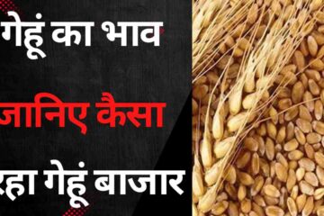 Gehun ka bhav 2 may 2024 . Know today all India Mandi wheat rates