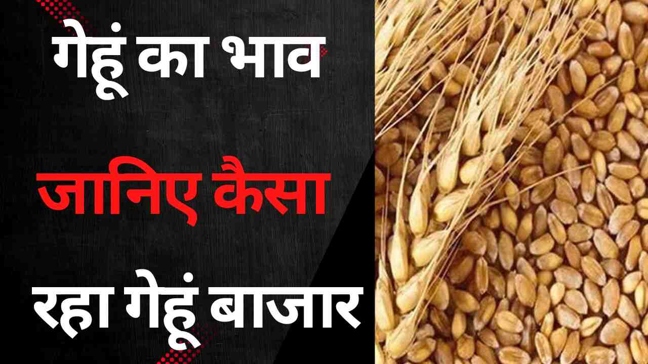 Gehun ka bhav 2 may 2024 . Know today all India Mandi wheat rates