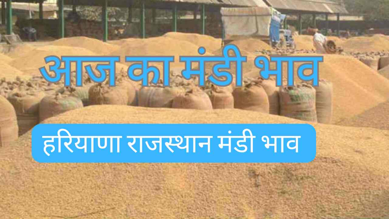 Market Price 2 May 2024 Narma Cotton Guar Mustard Gram Moong Lentil Groundnut Cumin Isabgol Fennel Barley Price