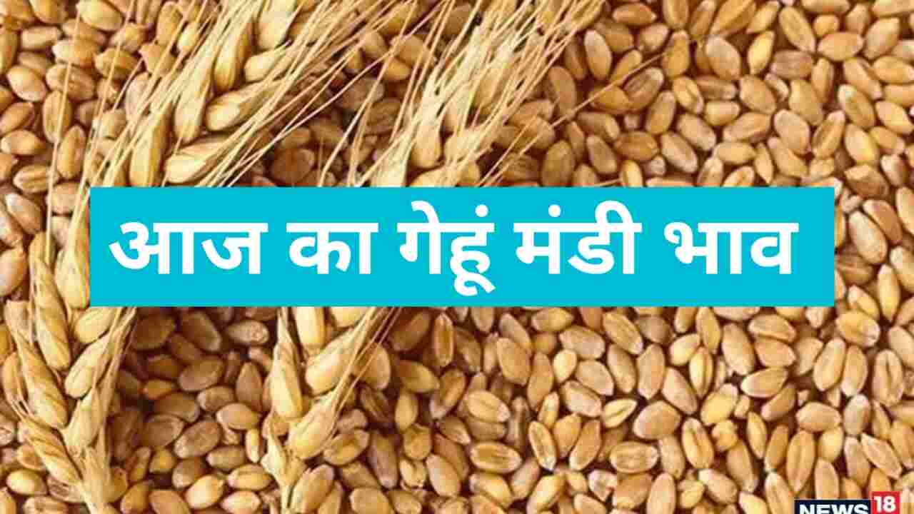 Wheat Price 3 May 2024: Know how was today's wheat market and where was the bullish and bearish market