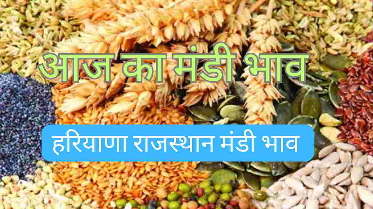 Market Price 3 May 2024: Narma Cotton Guar Mustard Gram Moong Lentil Groundnut Wheat Cumin Isabgol Barley Price