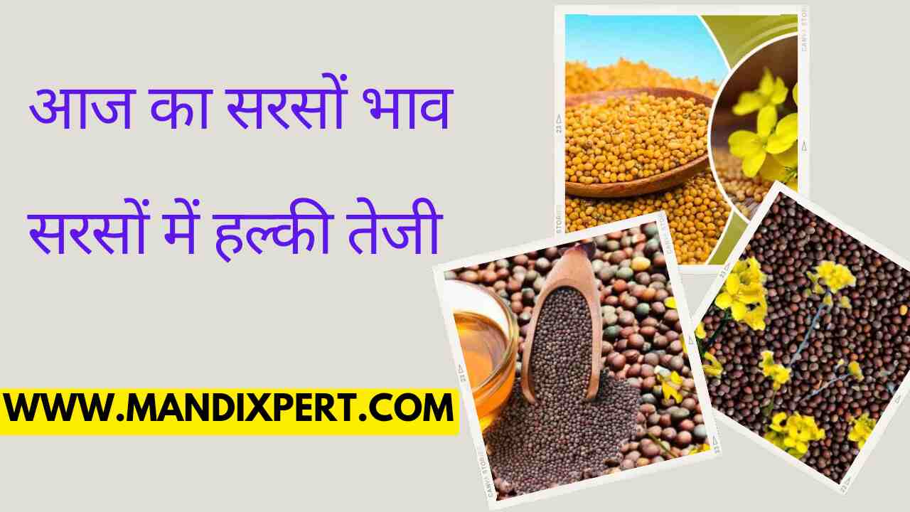 Mustard price 4 May 2024 Slight rise in mustard price, know the latest price of Kachchi Ghani expeller mortar