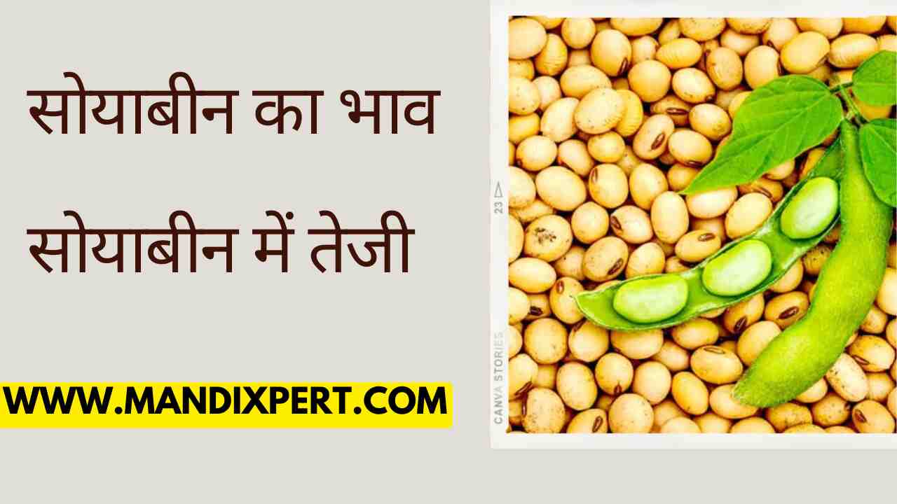 Soybean price 4 May 2024 Increase in soybean price, know today's latest soybean price