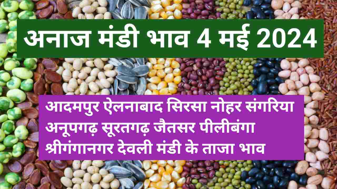 Grain Market Price 4 May 2024 Narma Cotton Guar Mustard Gram Moong Wheat Barley Lentil Castor Groundnut Price